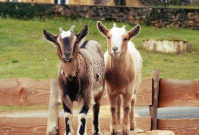 Chèvres Naines - Bienvenue à la mini-ferme