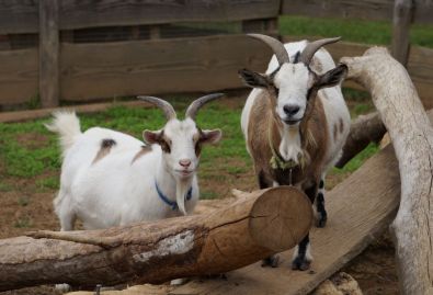 Nos chèvres - visitez la mini ferme