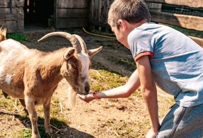 Découvrir les animaux - Vos enfants vont adorer venir les voir toute la journée