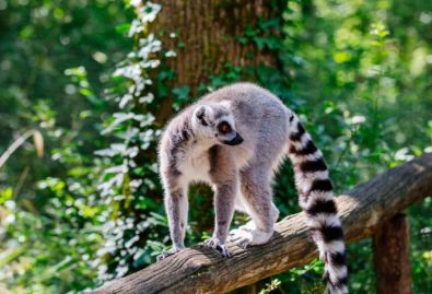 Reserve zoologique de Calviac - Découvrez des animaux protégés des 4 coins du monde à Calviac